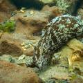 001299 Livre de mer mouchet (Aplysia punctata) en milieu naturel (littoral atlantique (landes (40), France). Cet animal communment appel pisse-vinaigre ou aplysie, possde une petite coquille interne, c'est un genre de mollusque gastropode de l?ordre des Opisthobranches.