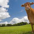 001306 Vache (Bos taurus domesticus) de race Limousine dans un pr (Haute-Vienne (87), France). Il s'agit ici d'un animal de concours photographi dans un paturage du pays Limousin.