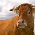 001308 Vache (Bos taurus domesticus) de race Limousine dans un pr (Haute-Vienne (87), France). Il s'agit ici d'un animal de concours.