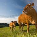001309 Vache et son veau (Bos taurus domesticus) de race Limousine (Haute-Vienne (87), France). Il s'agit ici d'animaux de concours photographis dans un paturage du pays Limousin.