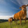 001310 Vache et son veau (Bos taurus domesticus) de race Limousine (Haute-Vienne (87), France). Il s'agit ici d'animaux de concours photographis dans un paturage du pays Limousin.