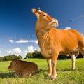 001312 Vache et son veau (Bos taurus domesticus) de race Limousine (Haute-Vienne (87), France). Il s'agit ici d'animaux de concours photographis dans un paturage du pays Limousin.