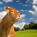 001313 Vache (Bos taurus domesticus) de race Limousine dans un pr (Haute-Vienne (87), France). Il s'agit ici d'un animal de concours photographi dans un paturage du pays Limousin.