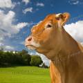 001314 Vache (Bos taurus domesticus) de race Limousine dans un pr (Haute-Vienne (87), France). Il s'agit ici d'un animal de concours photographi dans un paturage du pays Limousin.