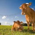 001315 Vache et son veau (Bos taurus domesticus) de race Limousine (Haute-Vienne (87), France). Il s'agit ici d'animaux de concours photographis dans un paturage du pays Limousin. La mre est ici prte  charger pour dfendre son petit.