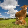 001316 Vache et son veau (Bos taurus domesticus) de race Limousine (Haute-Vienne (87), France). Il s'agit ici d'animaux de concours photographis dans un paturage du pays Limousin.