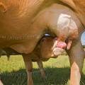 001317 Veau (Bos taurus domesticus) de race Limousine ttant sa mre (Haute-Vienne (87), France). Image ralise dans un paturage du pays Limousin.
