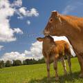 001318 Vache et son veau (Bos taurus domesticus) de race Limousine (Haute-Vienne (87), France). Il s'agit ici d'animaux de concours photographis dans un paturage du pays Limousin.