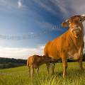 001319 Vache et son veau (Bos taurus domesticus) de race Limousine (Haute-Vienne (87), France). Il s'agit ici d'animaux de concours photographis dans un paturage du pays Limousin.