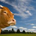 001322 Vache (Bos taurus domesticus) de race Limousine dans un pr (Haute-Vienne (87), France). Il s'agit ici d'un animal de concours photographi dans un paturage du pays Limousin.