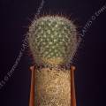 001323 Cactus (Mammillaria bombycina) dans un pot coup en deux parties afin de laisser apparatre le rseau racinaire de la plante.
