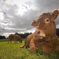 001324 Vache (Bos taurus domesticus) de race Limousine se reposant dans un pr (Haute-Vienne (87), France). Animal photographi dans un paturage du pays Limousin.