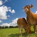 001325 Vache et son veau (Bos taurus domesticus) de race Limousine (Haute-Vienne (87), France). Il s'agit ici d'animaux de concours photographis dans un paturage du pays Limousin.