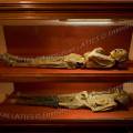 001346 Vitrines des momies du 