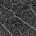 001382 Macrophotographie des nervures d'une feuille d'arbre. Suite  la dcomposition de la majorit des cellules de la feuille, seules la nervure principale et les nervures secondaires sont restes.