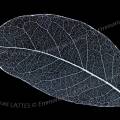 001383 Macrophotographie des nervures d'une feuille d'arbre. Suite  la dcomposition de la majorit des cellules de la feuille, seules la nervure principale et les nervures secondaires sont restes.
