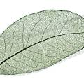 001384 Macrophotographie des nervures d'une feuille d'arbre. Suite  la dcomposition de la majorit des cellules de la feuille, seules la nervure principale et les nervures secondaires sont restes.