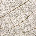 001385 Macrophotographie des nervures d'une feuille d'arbre. Suite  la dcomposition de la majorit des cellules de la feuille, seules la nervure principale et les nervures secondaires sont restes.