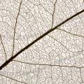 001386 Macrophotographie des nervures d'une feuille d'arbre. Suite  la dcomposition de la majorit des cellules de la feuille, seules la nervure principale et les nervures secondaires sont restes.