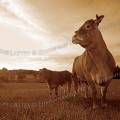 001411 Vache et son veau (Bos taurus domesticus) de race Limousine (Haute-Vienne (87), France). Il s'agit ici d'animaux de concours photographis dans un paturage du pays Limousin. Coloration spia, image disponible en couleur sur demande.