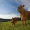 001412 Vache et son veau (Bos taurus domesticus) de race Limousine (Haute-Vienne (87), France). Il s'agit ici d'animaux de concours photographis dans un paturage du pays Limousin.