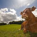 001413 Vache (Bos taurus domesticus) de race Limousine se reposant dans un pr (Haute-Vienne (87), France). Il s'agit ici d'un animal de concours photographi dans un paturage du pays Limousin.