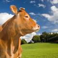 001414 Vache (Bos taurus domesticus) de race Limousine dans un pr (Haute-Vienne (87), France). Il s'agit ici d'un animal de concours photographi dans un paturage du pays Limousin.
