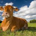 001415 Vache (Bos taurus domesticus) de race Limousine se reposant dans un pr (Haute-Vienne (87), France). Il s'agit ici d'un animal de concours photographi dans un paturage du pays Limousin.