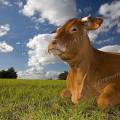 001416 Vache (Bos taurus domesticus) de race Limousine se reposant dans un pr (Haute-Vienne (87), France). Il s'agit ici d'un animal de concours photographi dans un paturage du pays Limousin.