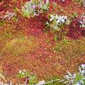 001417 Tapis de sphaigne dans une tourbire (sphagnum capillifolium) (Puy-de-Dme (63), France). Image prise au Col du Bal, sur les crtes du Forez dans le Parc Naturel Rgional Livradois-Forez.
