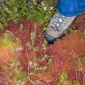 001418 Tapis de sphaigne dans une tourbire (sphagnum capillifolium) (Puy-de-Dme (63), France). Image prise au Col du Bal, sur les crtes du Forez dans le Parc Naturel Rgional Livradois-Forez.