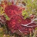 001421 Tapis de sphaigne dans une tourbire (sphagnum capillifolium) (Puy-de-Dme (63), France). Image prise au Col du Bal, sur les crtes du Forez dans le Parc Naturel Rgional Livradois-Forez.