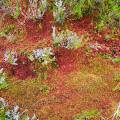 001422 Tapis de sphaigne dans une tourbire (sphagnum capillifolium) (Puy-de-Dme (63), France). Image prise au Col du Bal, sur les crtes du Forez dans le Parc Naturel Rgional Livradois-Forez.