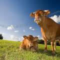 001425 Vache et son veau (Bos taurus domesticus) de race Limousine (Haute-Vienne (87), France). Il s'agit ici d'animaux de concours photographis dans un paturage du pays Limousin.