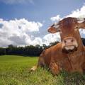 001426 Vache (Bos taurus domesticus) de race Limousine se reposant dans un pr (Haute-Vienne (87), France). Il s'agit ici d'un animal de concours photographi dans un paturage du pays Limousin.