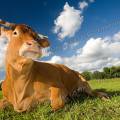 001427 Vache (Bos taurus domesticus) de race Limousine se reposant dans un pr (Haute-Vienne (87), France). Il s'agit ici d'un animal de concours photographi dans un paturage du pays Limousin.