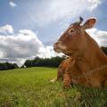 001428 Vache (Bos taurus domesticus) de race Limousine se reposant dans un pr (Haute-Vienne (87), France). Il s'agit ici d'un animal de concours photographi dans un paturage du pays Limousin.
