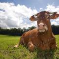 001429 Vache (Bos taurus domesticus) de race Limousine se reposant dans un pr (Haute-Vienne (87), France). Il s'agit ici d'un animal de concours photographi dans un paturage du pays Limousin.