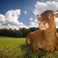 001430 Vache (Bos taurus domesticus) de race Limousine se reposant dans un pr (Haute-Vienne (87), France). Il s'agit ici d'un animal de concours photographi dans un paturage du pays Limousin.