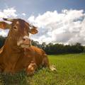 001431 Vache (Bos taurus domesticus) de race Limousine se reposant dans un pr (Haute-Vienne (87), France). Il s'agit ici d'un animal de concours photographi dans un paturage du pays Limousin.