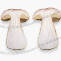 001432 Cpe de Bordeaux (Boletus edulis) coup en deux, photographi en studio (France).