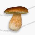 001433 Cpe de Bordeaux (Boletus edulis) photographi en studio sur fond blanc (France).