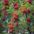 001437 Sorbier des oiseleurs (Sorbus aucuparia) au dbut de l'automne (Puy-de-Dme (63), France).