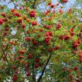 001438 Sorbier des oiseleurs (Sorbus aucuparia) au dbut de l'automne (Puy-de-Dme (63), France).