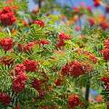 001439 Sorbier des oiseleurs (Sorbus aucuparia) au dbut de l'automne (Puy-de-Dme (63), France).