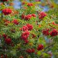 001440 Sorbier des oiseleurs (Sorbus aucuparia) au dbut de l'automne (Puy-de-Dme (63), France).