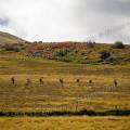 001442 Randonneurs se suivant en file indienne au col de la Croix Saint-Robert dans le massif du Sancy (Puy-de-Dme (63), France).