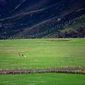 001446 Famille se promenant dans une prairie au col de la Croix Saint-Robert dans le massif du Sancy (Puy-de-Dme (63), France).