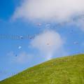 001449 Douze parapentistes au dessus d'une colline au col de la Croix Saint-Robert dans le massif du Sancy (Puy-de-Dme (63), France).