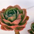 001459 Echeveria secunda, anciennement glauca en pot. Cette plante a des feuilles douces et charnues. (Alentejo, Portugal).
